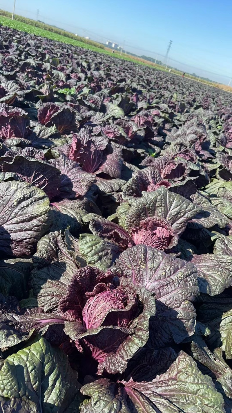 紫白菜大量上市量大质优品质保证可视频看货