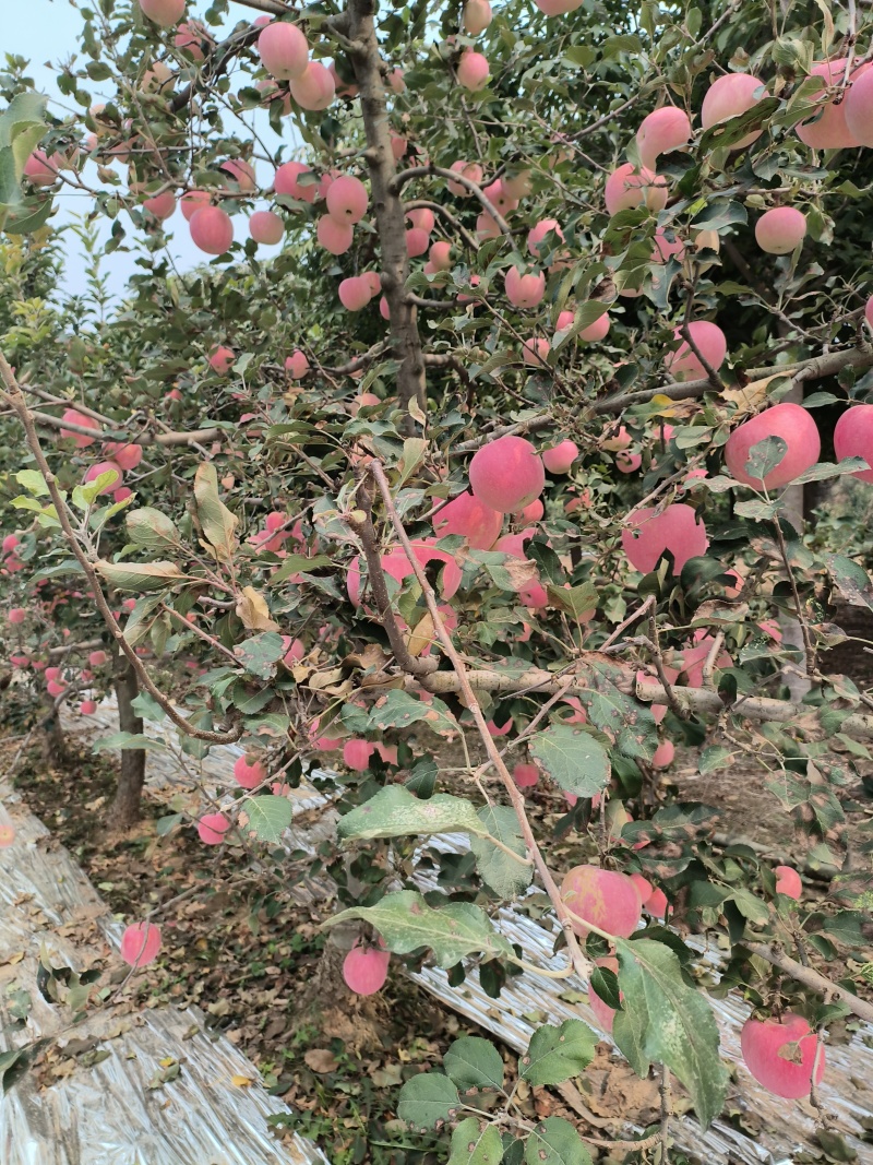 苹果