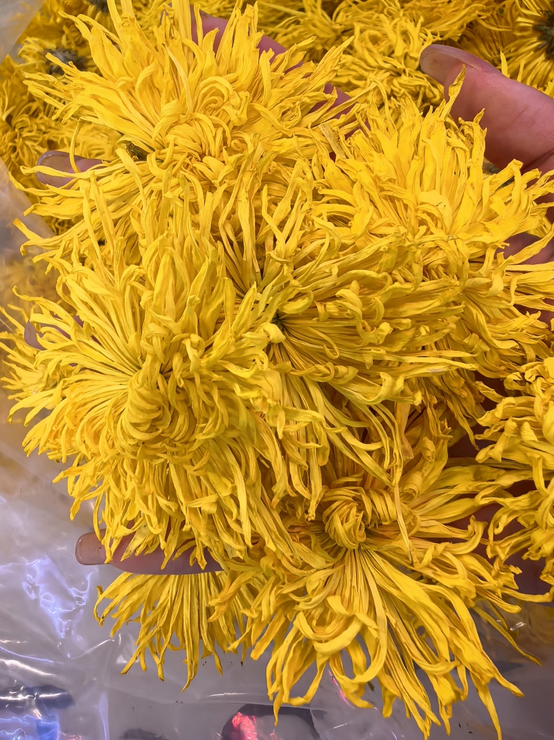 金丝皇菊