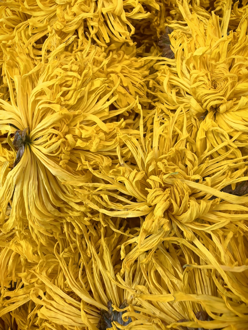 金丝皇菊