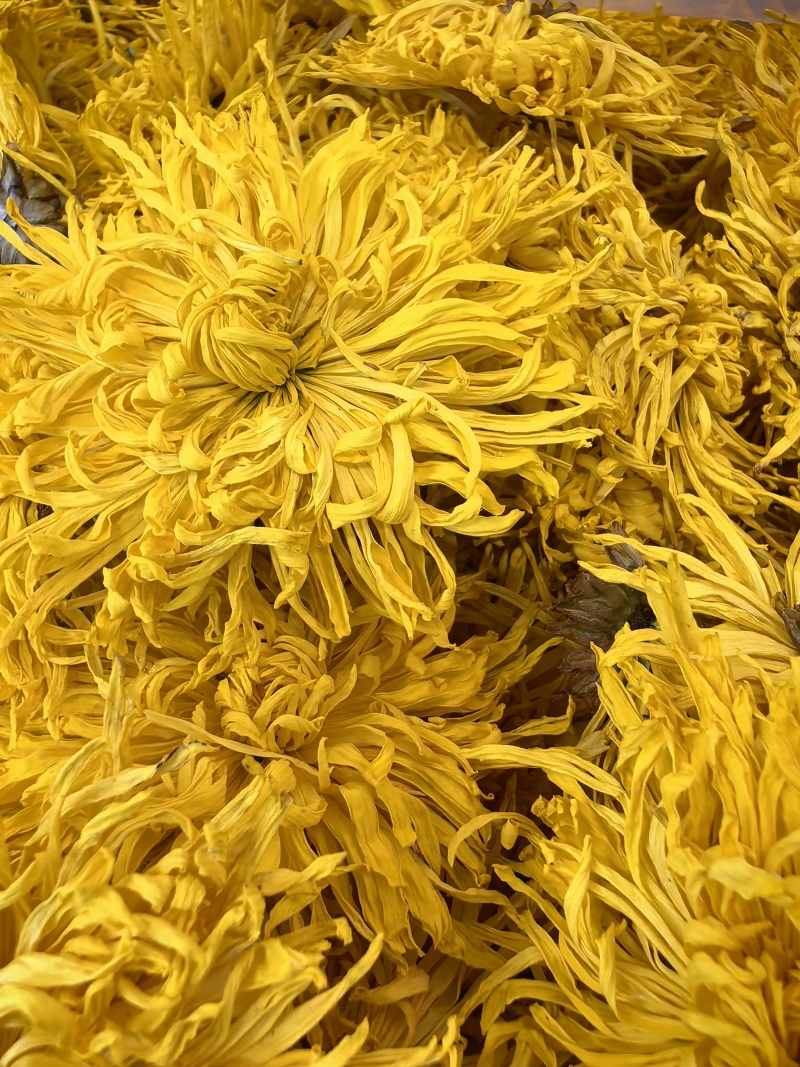 金丝皇菊