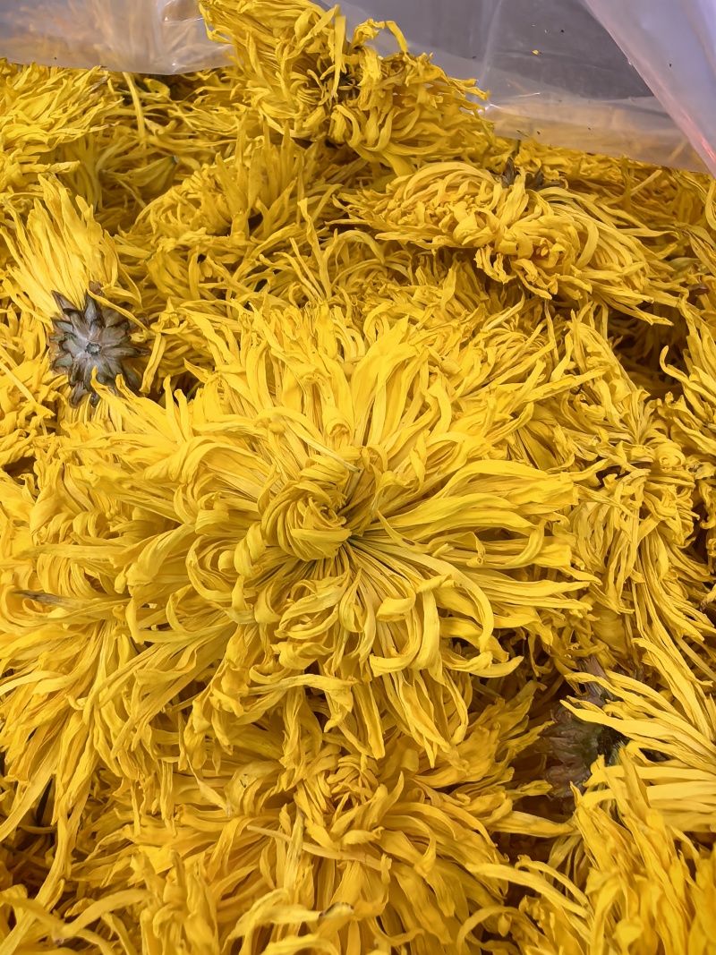 金丝皇菊