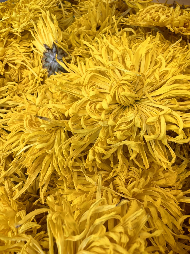 金丝皇菊
