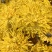 金丝皇菊