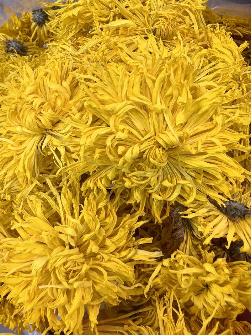 金丝皇菊