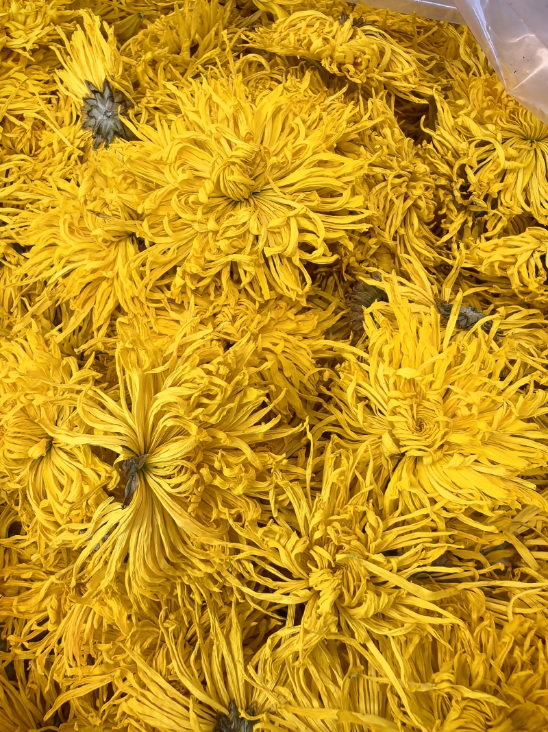 金丝皇菊