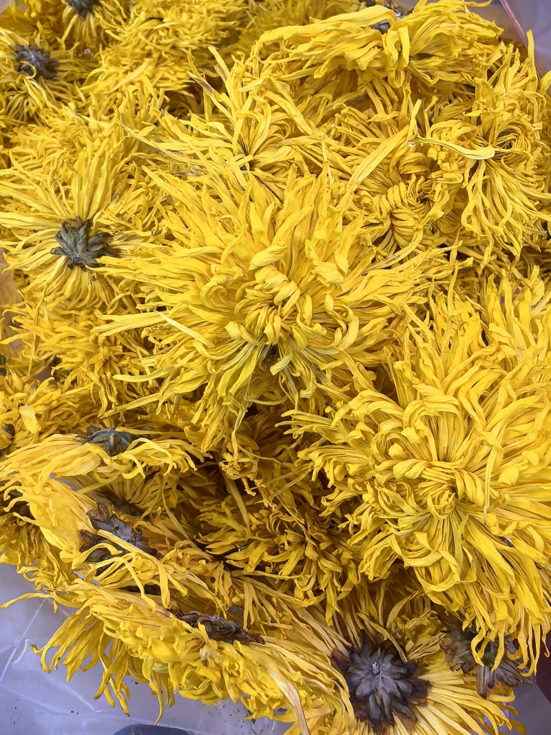 金丝皇菊
