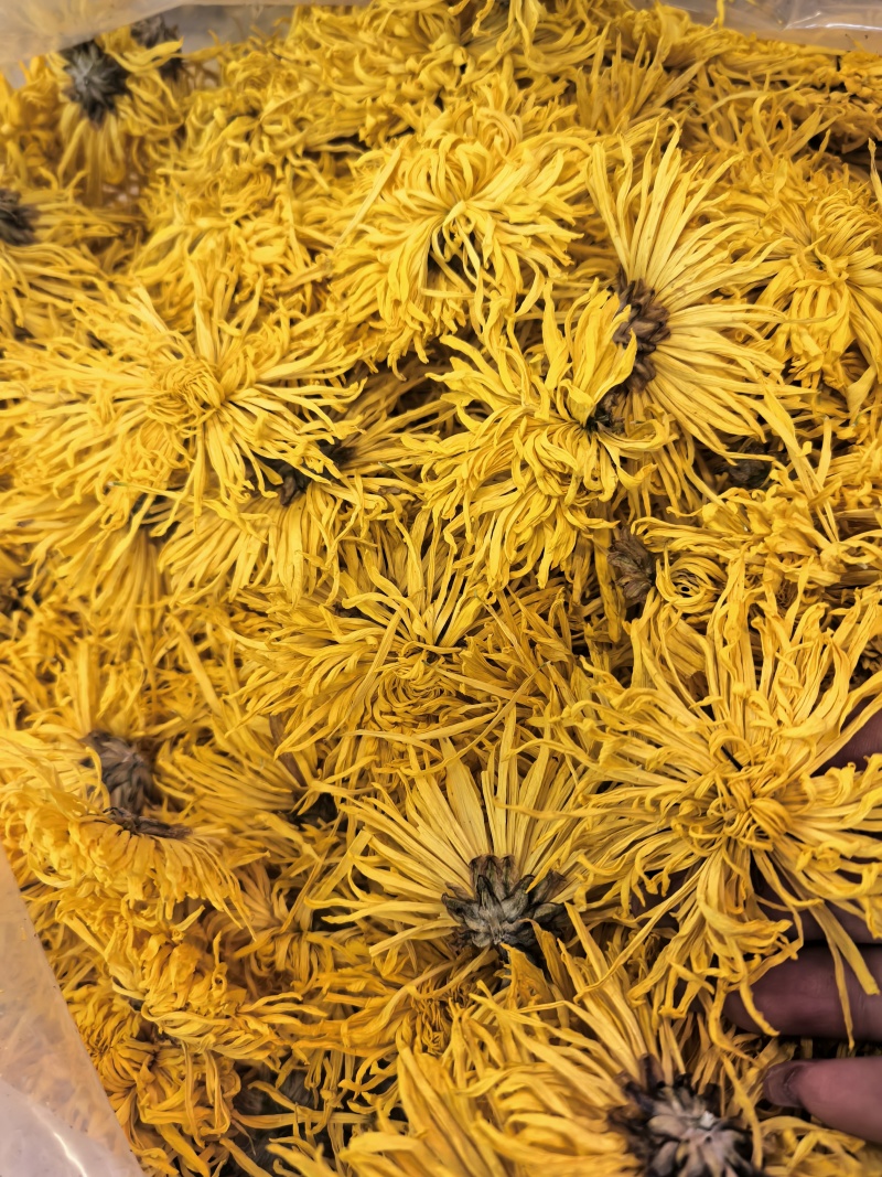 金丝皇菊