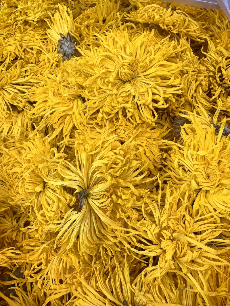 金丝皇菊