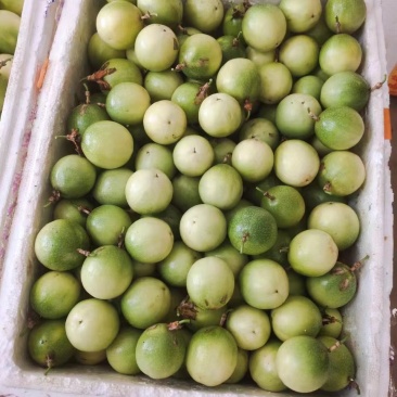 广西钦蜜9号黄金百香果质量保证自家种植大量有贷全国供应