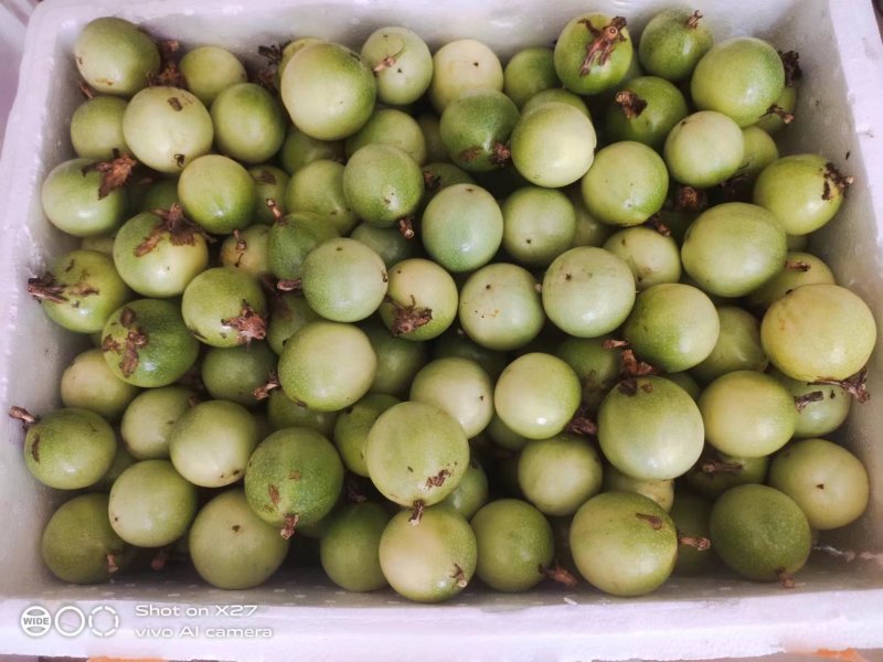 广西钦蜜9号黄金百香果质量保证自家种植大量有贷全国供应