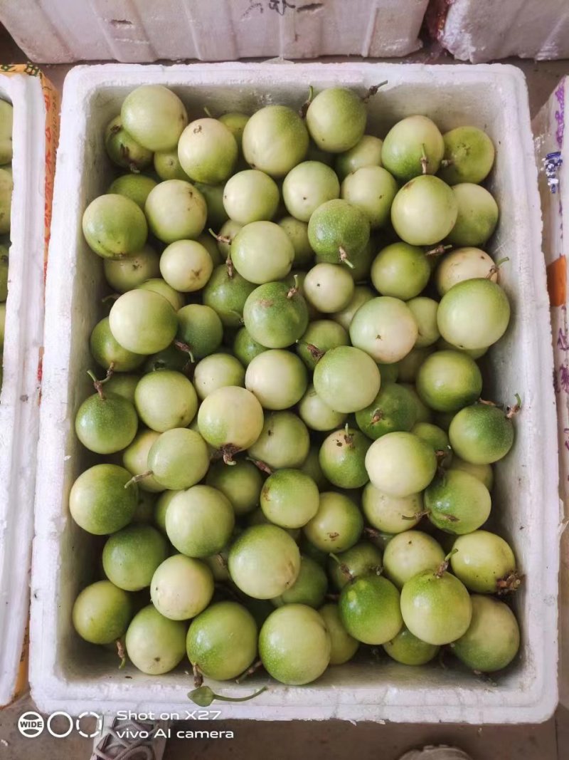 广西钦蜜9号黄金百香果质量保证自家种植大量有贷全国供应