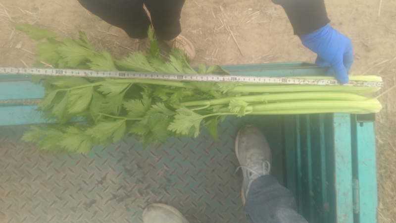 河南新乡西芹大量上市，产地直发，量大从优