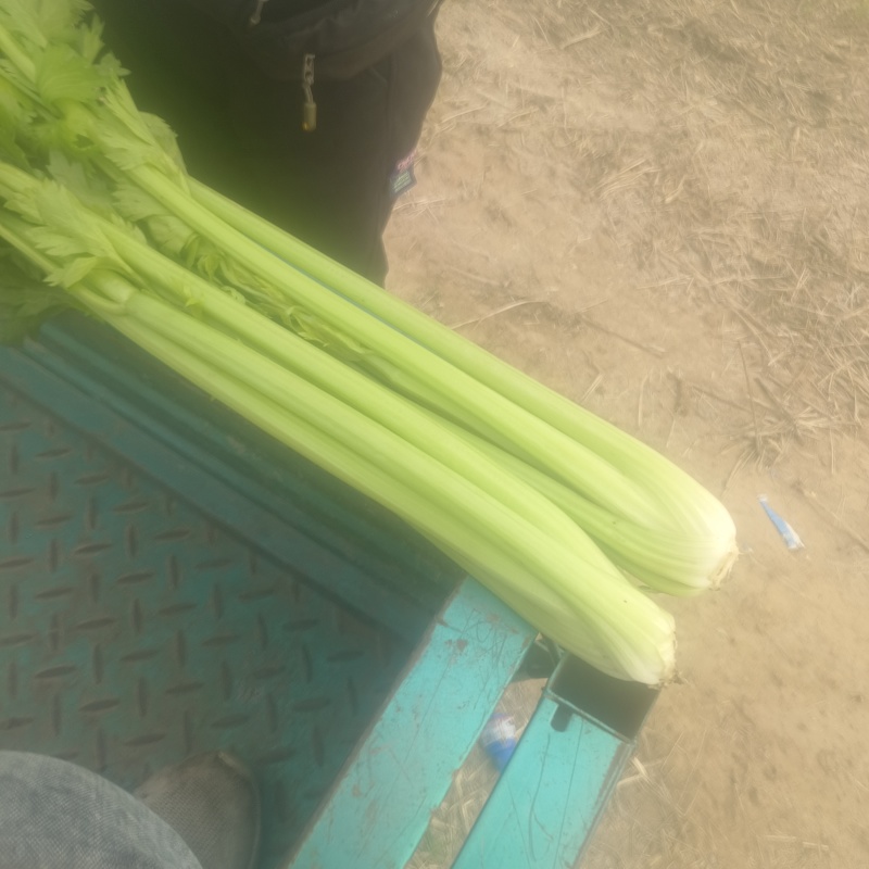 河南新乡西芹大量上市，产地直发，量大从优