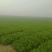河南新乡西芹大量上市，产地直发，量大从优