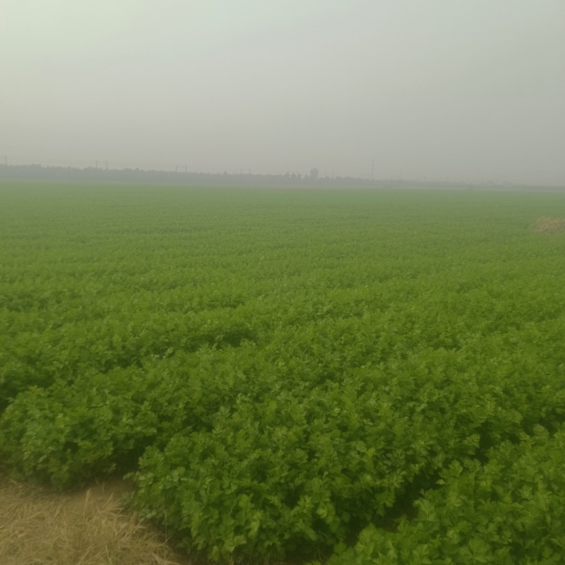 河南新乡西芹大量上市，产地直发，量大从优