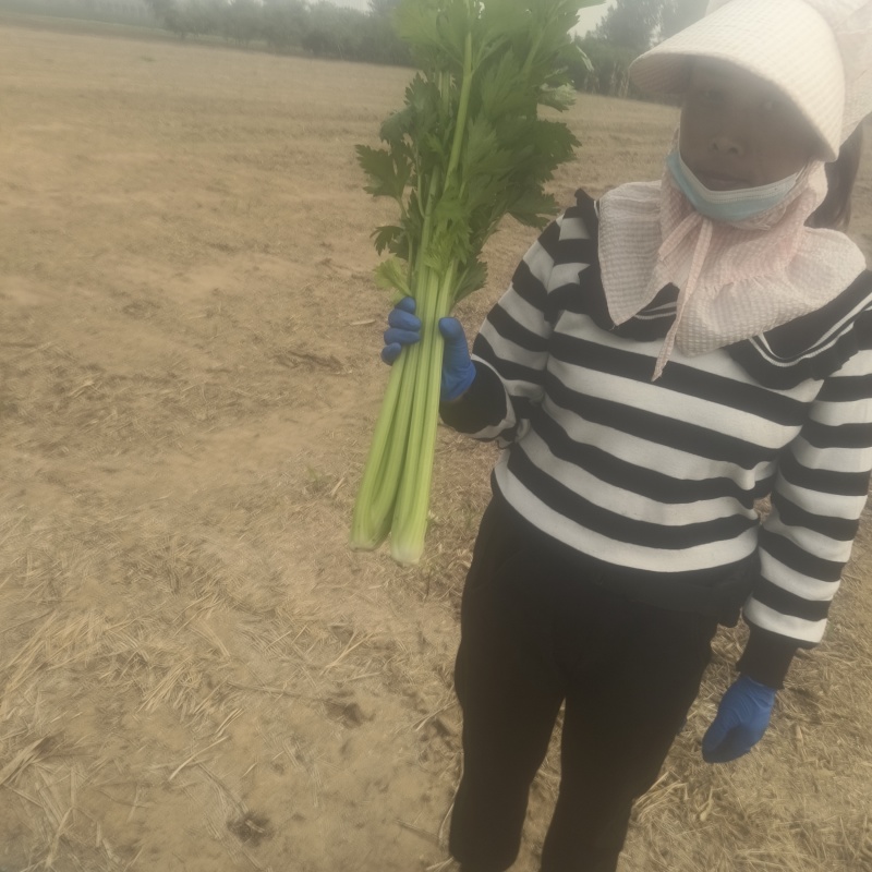 河南新乡西芹大量上市，产地直发，量大从优