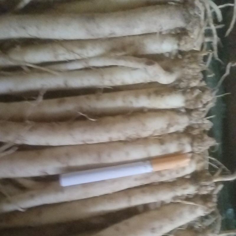原产地当归精品保障随时有货