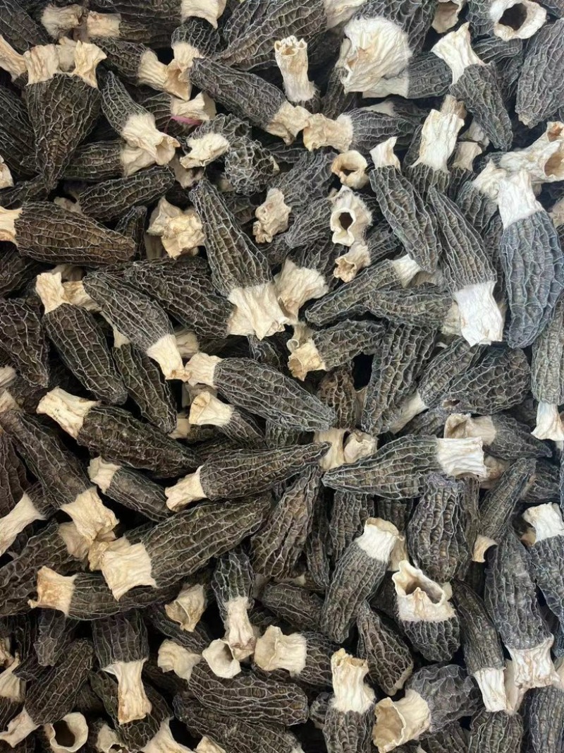 头茬厚肉羊肚菌6-8公分
