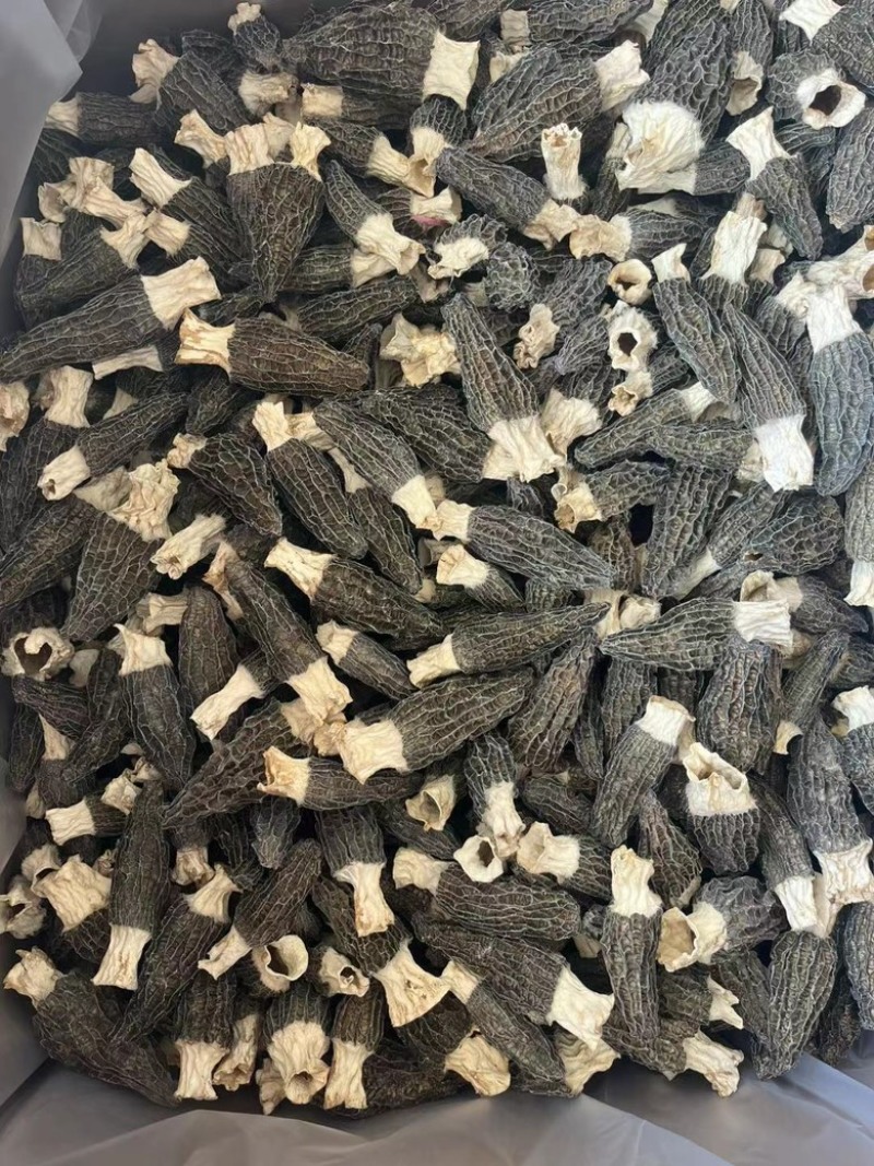 头茬厚肉羊肚菌6-8公分