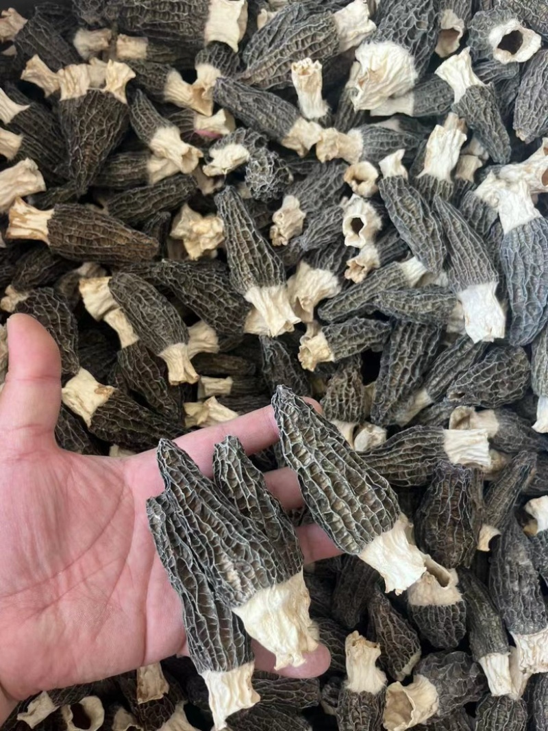 头茬厚肉羊肚菌6-8公分