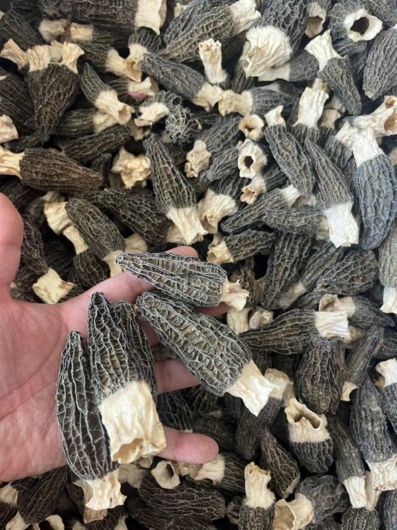 头茬厚肉羊肚菌6-8公分