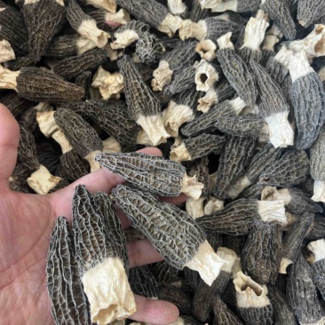 头茬厚肉羊肚菌6-8公分