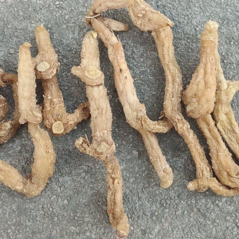 大别山野生黄精无硫，品质好，欢迎咨询！