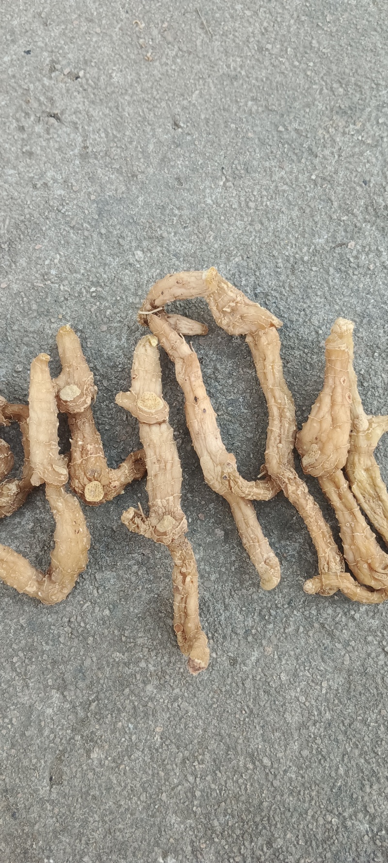 大别山野生黄精无硫，品质好，欢迎咨询！