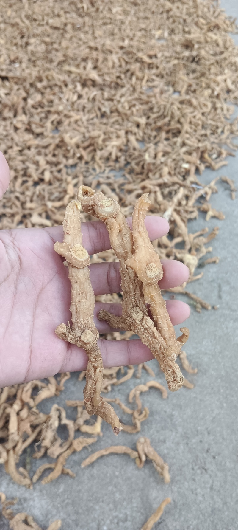 大别山黄精无硫，品质保证