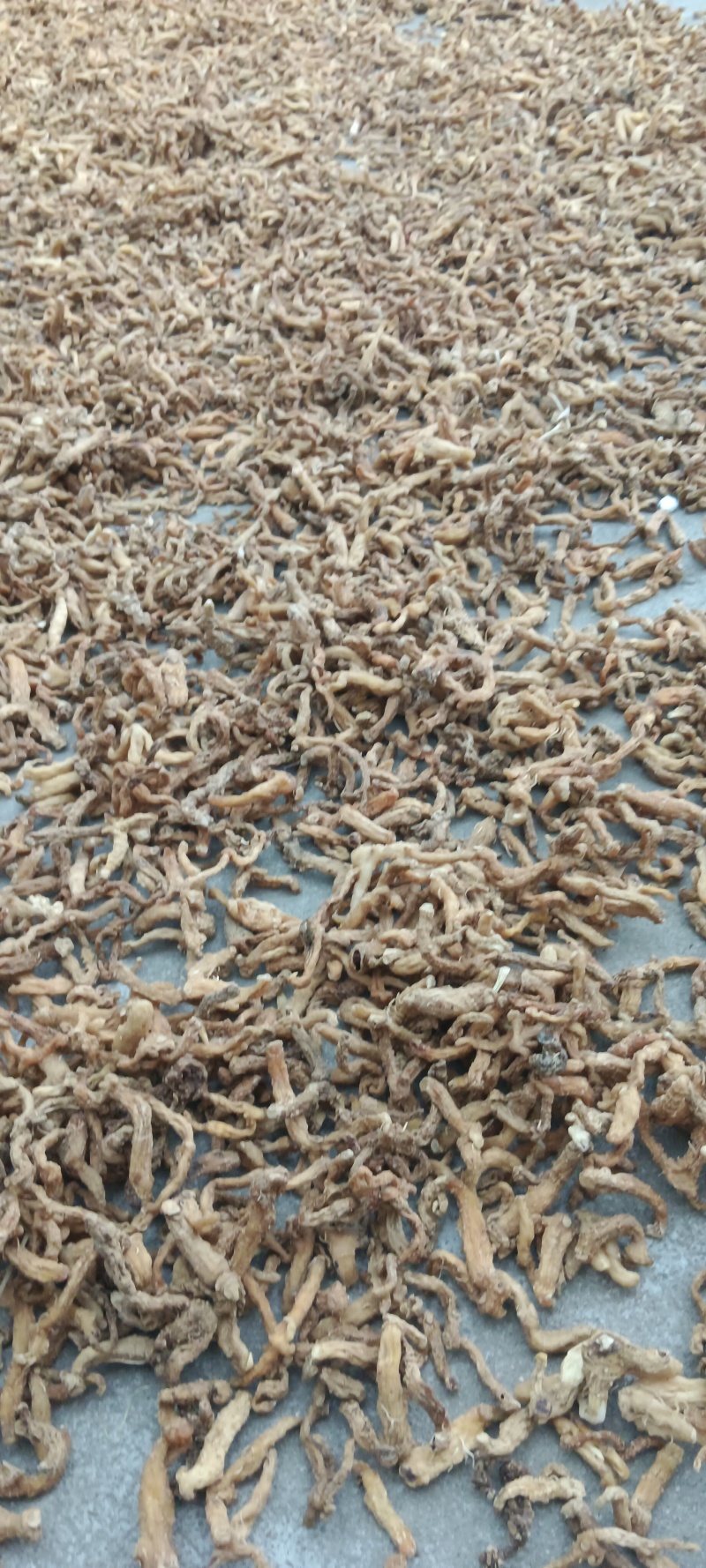 大别山黄精无硫，品质保证