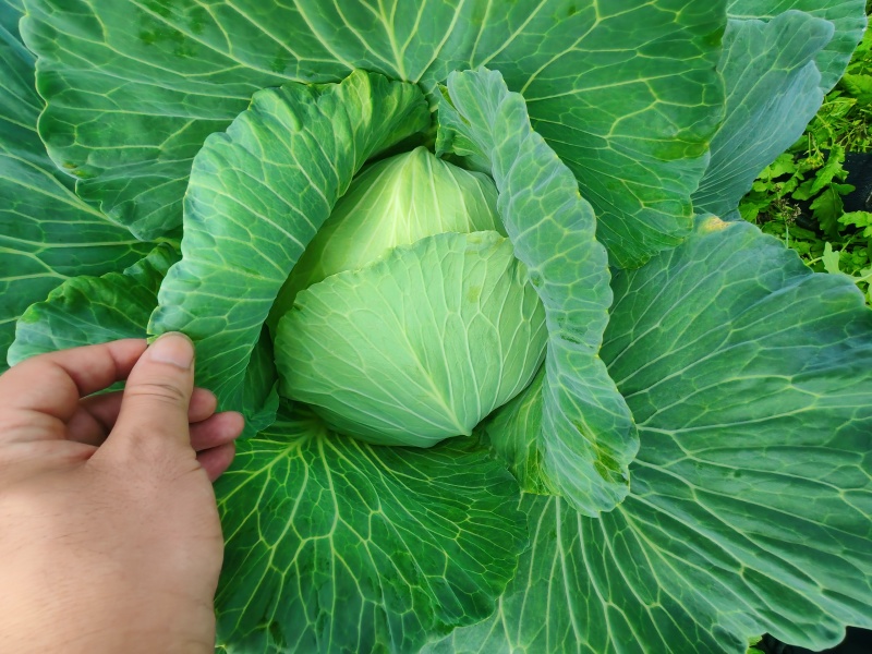 [各种扁包/甘蓝][一手货源]，产地直发，个头均匀！