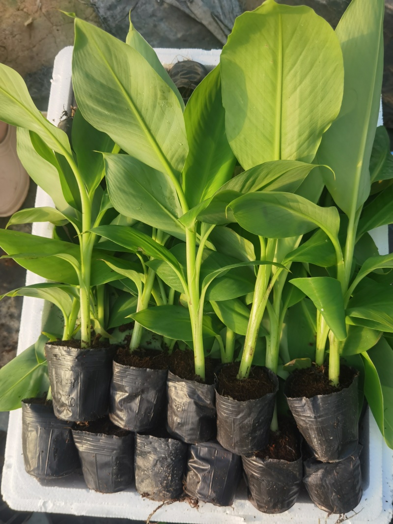 广西农科院桂一号香蕉苗金粉一号蕉苗
