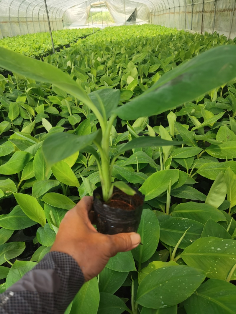 广西农科院桂一号香蕉苗金粉一号蕉苗