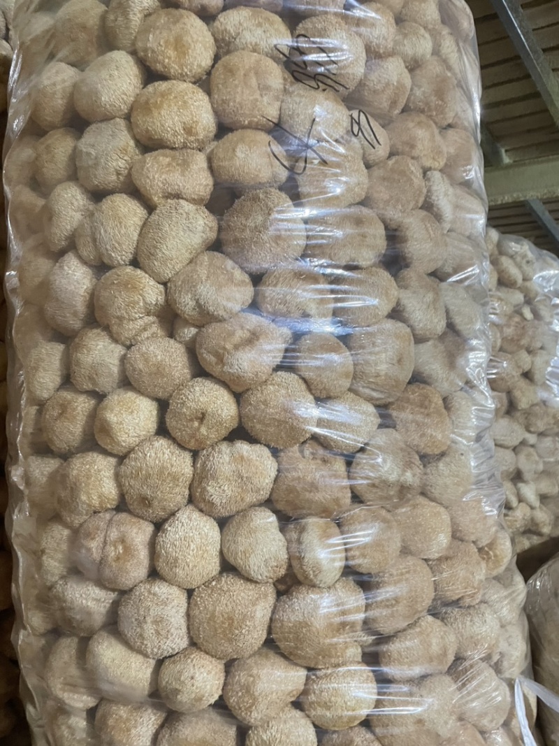 古田猴头菇，农家直采，各规格齐全可接各种定制