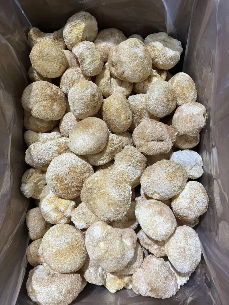 古田猴头菇，农家直采，各规格齐全可接各种定制