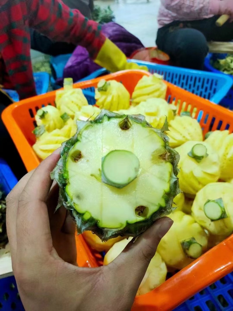 本人常年供应小菠萝自以及加工一体欢迎各位老板前来洽