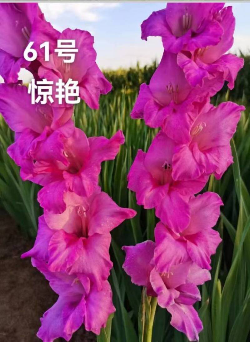 剑兰种球唐菖蒲种球适合电商绿化小院种植欢迎选购