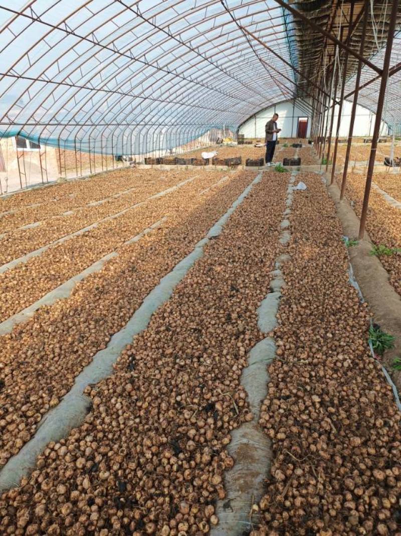 剑兰种球唐菖蒲种球适合电商绿化小院种植欢迎选购