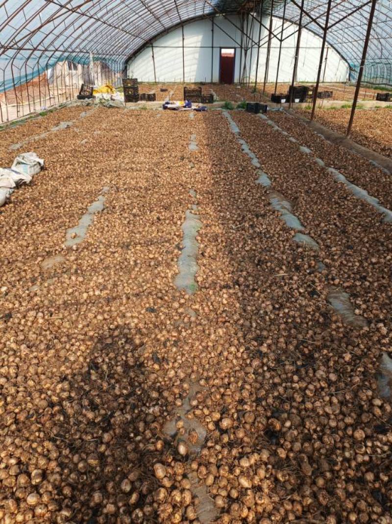 剑兰种球唐菖蒲种球适合电商绿化小院种植欢迎选购