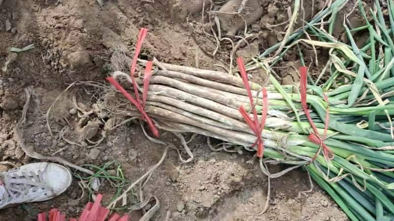 大葱特写展示其翠绿色的葱叶和洁白的葱白部分