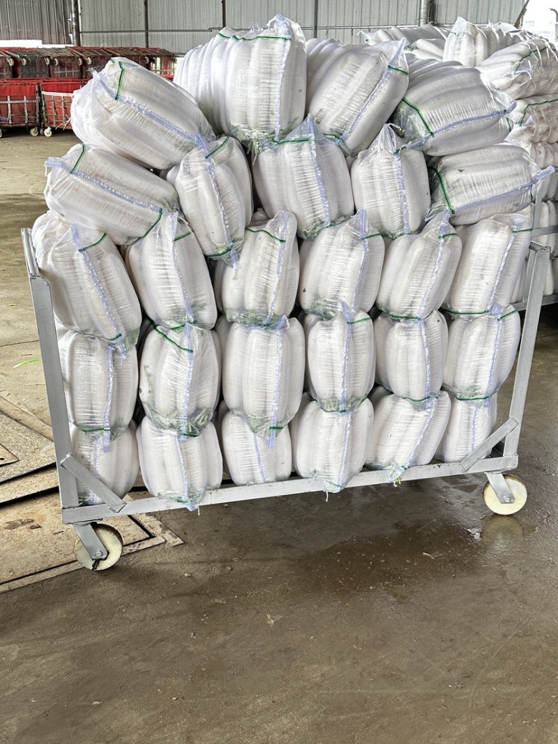 四川精品白萝卜长白萝卜大量供应质量有保证