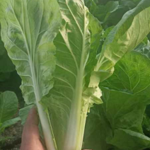 精品杭白菜，江苏南通杭白菜，欢迎各位老板前来选购
