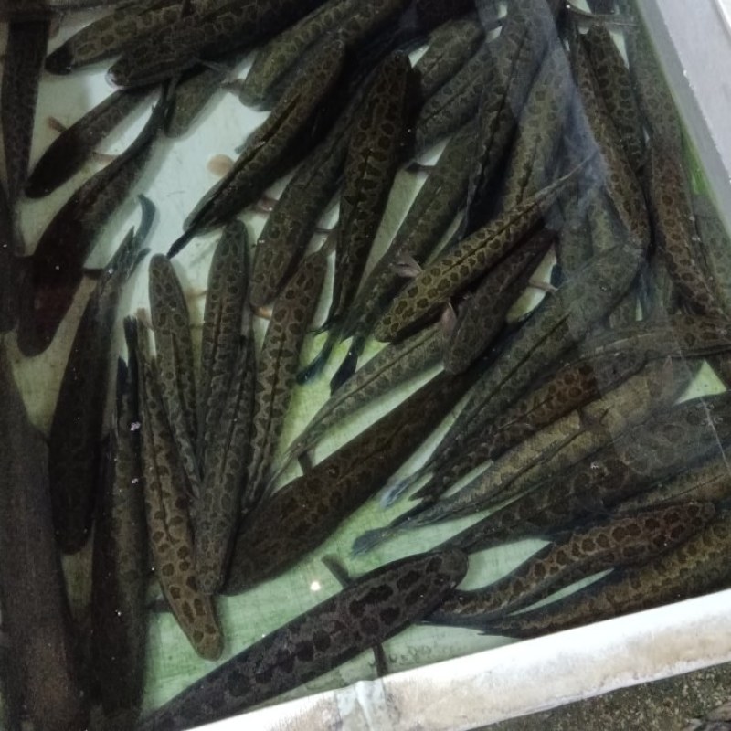 土财鱼土鲶鱼