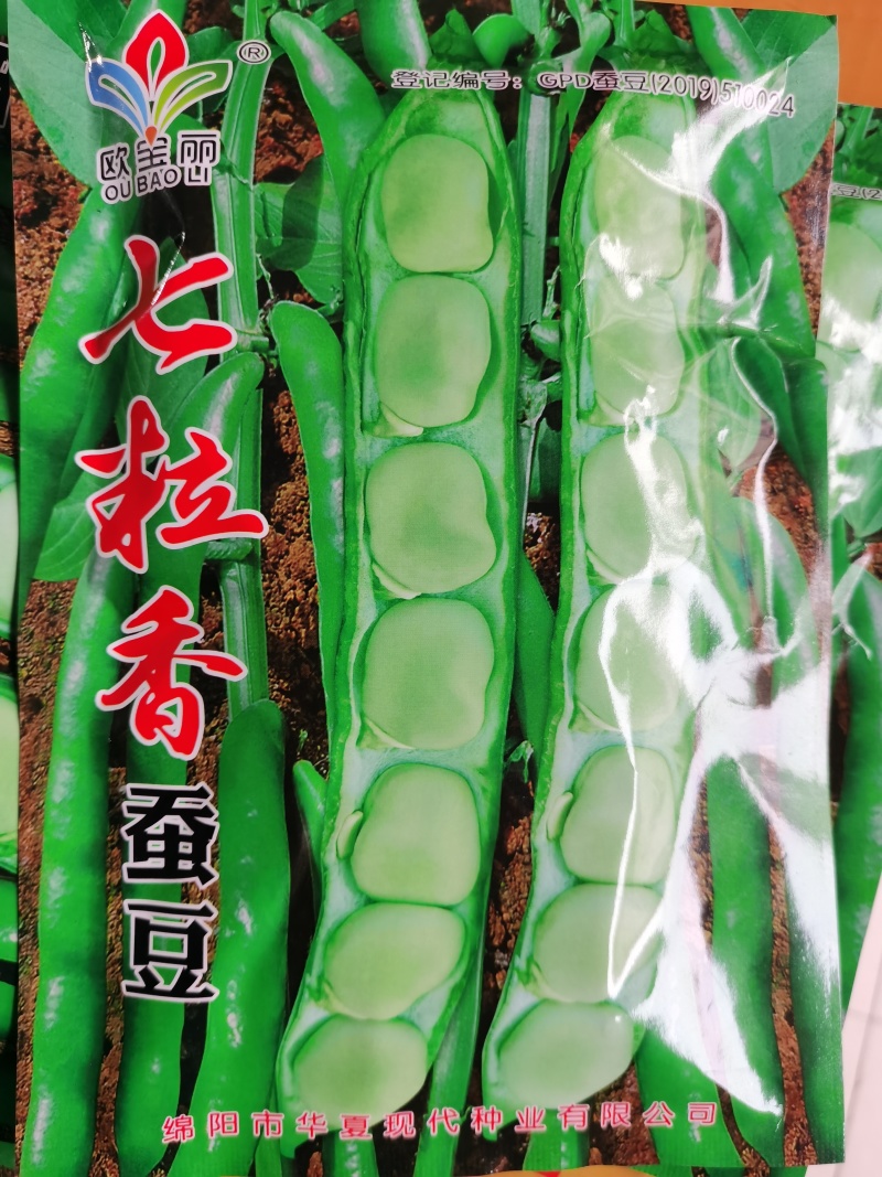 七粒香蚕豆250g/袋角长七粒左右