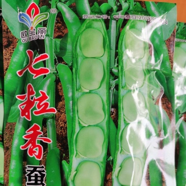 七粒香蚕豆250g/袋角长七粒左右