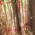 河北饶阳千亩优质大葱正待销售，葱白四十以上，现刨，现货