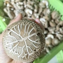 【推荐】河北香菇/花菇/一级花菇/二级花菇/欢迎咨询
