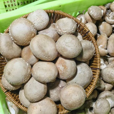 【新品上市】河北香菇/鲜香菇/一手货源/全国发货