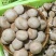 【新品上市】河北香菇/鲜香菇/一手货源/全国发货